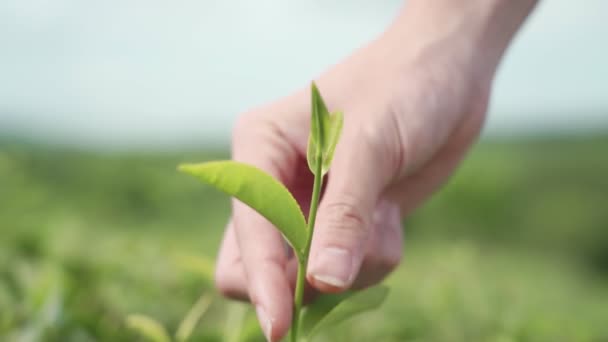 Zamknij Żeńską Dłoń Delikatnie Dotykając Młodych Zielonych Liści Herbaty Czyste — Wideo stockowe