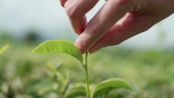 Close Vrouwelijke Hand Pick Jonge Top Groene Thee Blad Plantage — Stockvideo