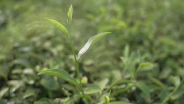 Зеленый Чай Листья Кусты Тропической Плантации Свежий Зеленый Расти Молодые — стоковое видео