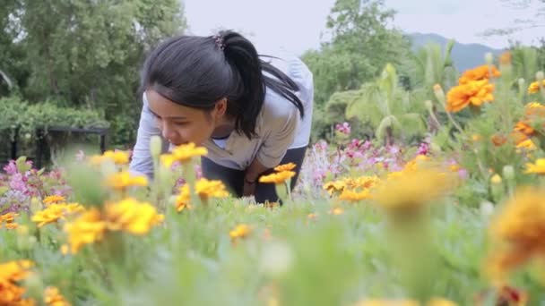Young Asian Woman Touch Smell Beautiful Yellow Flowers Bushes Feeling — Stock Video
