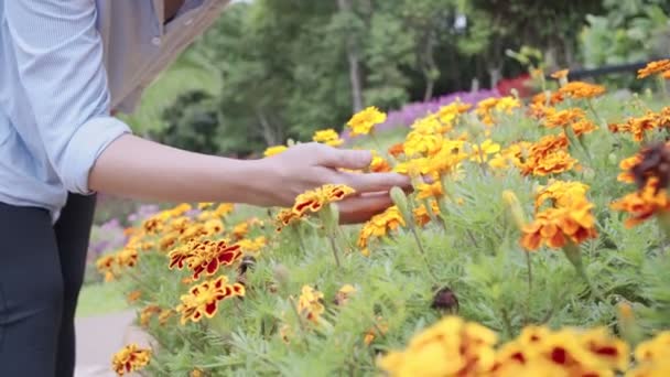 Giovane Donna Adulta Chinarsi Toccando Fiori Gialli Giardino Della Flora — Video Stock