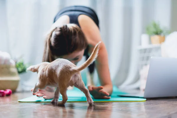 Jovem mulher esportiva trabalhando e usando laptop em casa na sala de estar, fazendo ioga ou exercício pilates no tapete turquesa, de pé em pose de prancha com cachorro bonito. Conceito de aptidão . — Fotografia de Stock