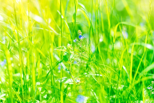 Naturalne Sztuki Wiosna Ogród Tło Świeżej Zielonej Trawy Niebieskimi Dzikimi — Zdjęcie stockowe