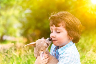 Chihuahua köpeği küçük gülen çocuğun yüzünü yalıyor. Güneşli bir günde parkta çimenlerin üzerinde köpek yavrusuna sarılıp birlikte oynayan mutlu beyaz bir çocuğun portresi.