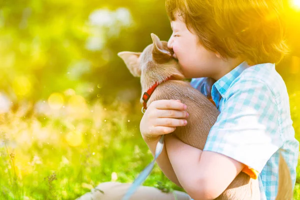 Chihuahua dog licks little laughing childs face close up. Portrait of a happy caucasian kid boy hugging a puppy at sunny day in park on grass and play together.