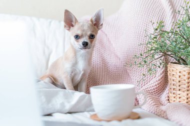 Yatakta kahvaltı. Sıcak çay ya da kahveyle kaplanmış battaniyeye sarılı komik bir chihuahua köpeği. Kareli gevşemeye sarılı tembel köpek yavrusu. Günaydın..