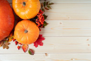 Balkabakları, böğürtlenler ve düşmüş yapraklar tahta arka planda. Uzayı metin için kopyala. Cadılar Bayramı, Şükran Günü ya da mevsimsel sonbahar. Tasarım modeli. Şükran Günü geçmişi. Düz yatış, üst görünüm