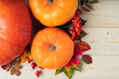 Balkabakları, böğürtlenler ve düşmüş yapraklar tahta arka planda. Uzayı metin için kopyala. Cadılar Bayramı, Şükran Günü ya da mevsimsel sonbahar. Tasarım modeli. Şükran Günü geçmişi. Düz yatış, üst görünüm.