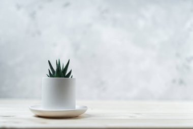 Tahta bir masada beton bir tencerede bir sulu ve kaktüs ve beyaz arka plan..