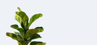 A Fiddle Leaf Fig or Ficus lyrata with large, green, shiny leaves planted isolated on gray background. Home gardening. Banner with copy space. clipart