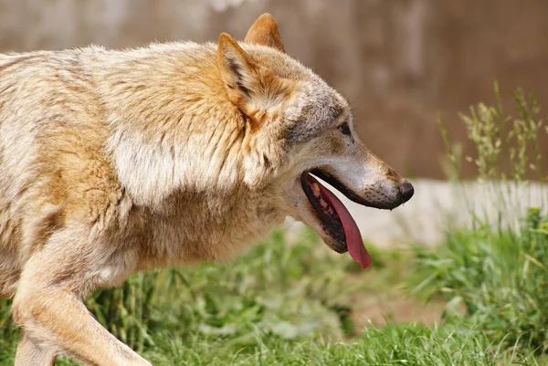 Vahşi hayvan - kurt - hayvanat bahçesinde