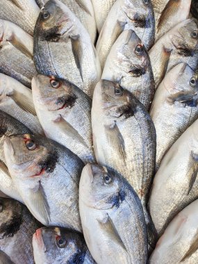Çipura balık Market buzda