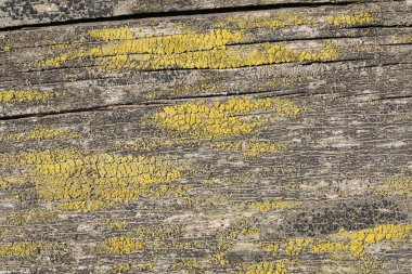 Ağaç gövdesi kesimi, doğal kesim ağaç dokusu ve kereste desenleri..