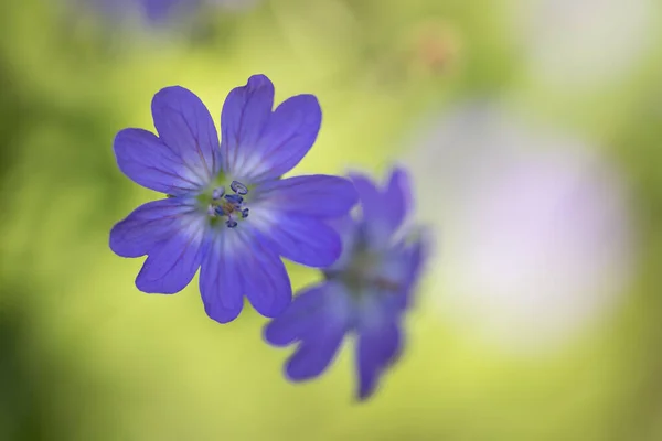 バイオレット草原の花のクローズアップ — ストック写真