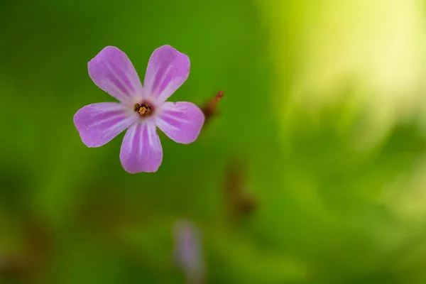 Pink Meadow Flower Close Botany — Stock Photo, Image