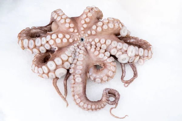 Pulpo Congelado Entero Sobre Fondo Hielo —  Fotos de Stock