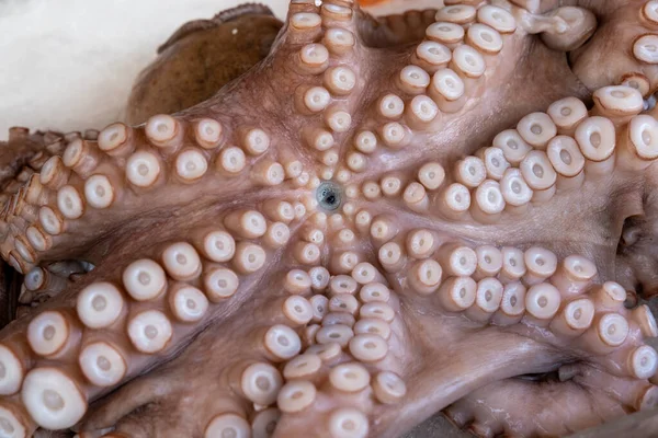Whole Frozen Octopus Ice Background Close — Stock Photo, Image