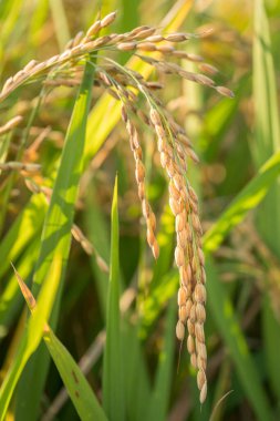 Altın pirinç kulağını kapatın Kuzey İtalya 'daki çeltik pirinç tarlasında olgunlaşır..