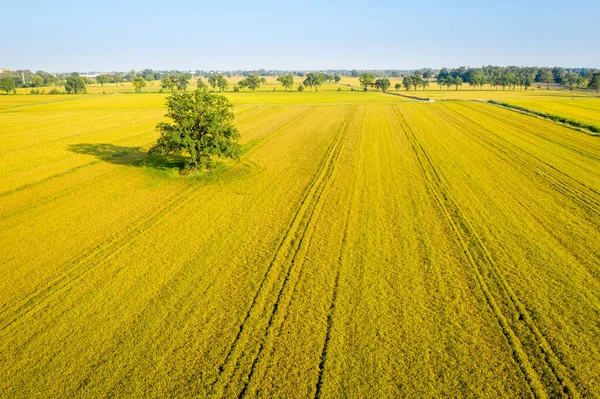 Aerial View Rice Fields North Italy Lombardy — Stock Photo, Image