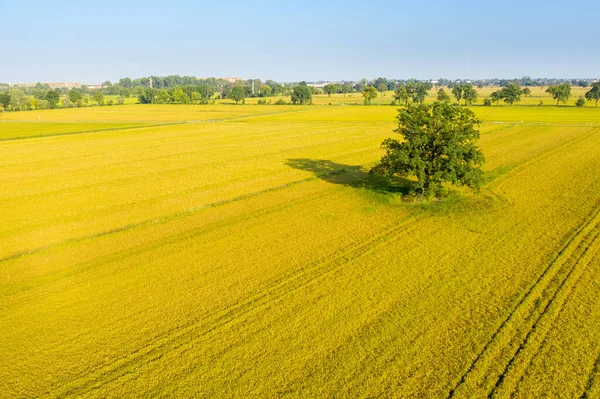 Aerial View Rice Fields North Italy Lombardy — Stock Photo, Image