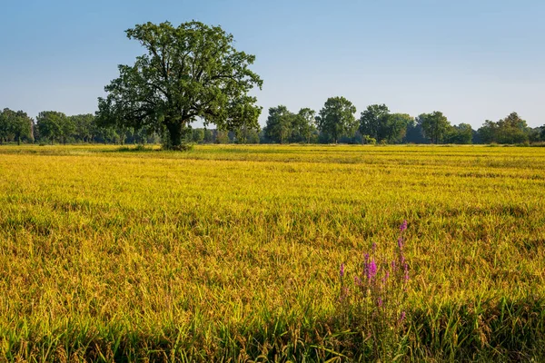 Sunset Rice Fields North Italy Landscapes View — Stock Photo, Image