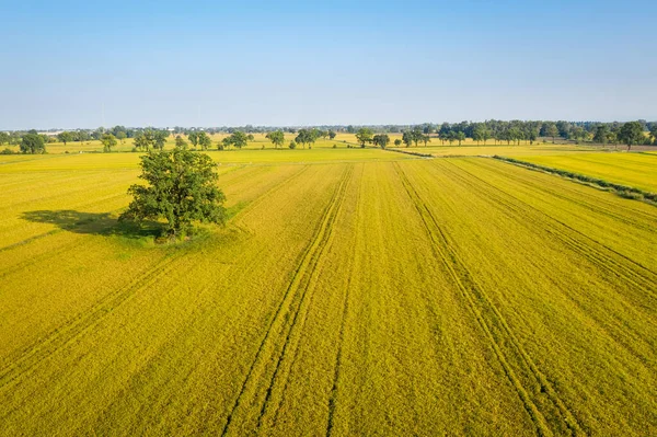 Aerial View Rice Fields North Italy Lombardy — Stock Photo, Image