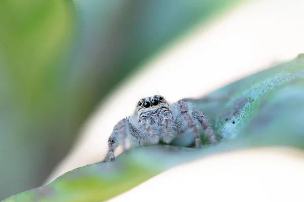 Makro fotoğrafçılıkta zıplayan örümcek