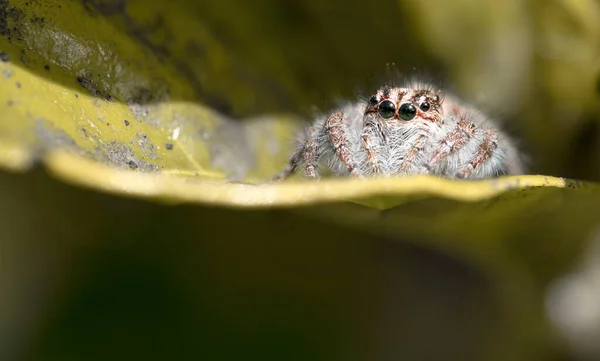 Makro fotoğrafçılıkta zıplayan örümcek