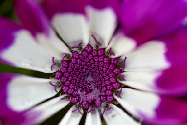 Makro fotoğrafçılıkta renkli çiçekler
