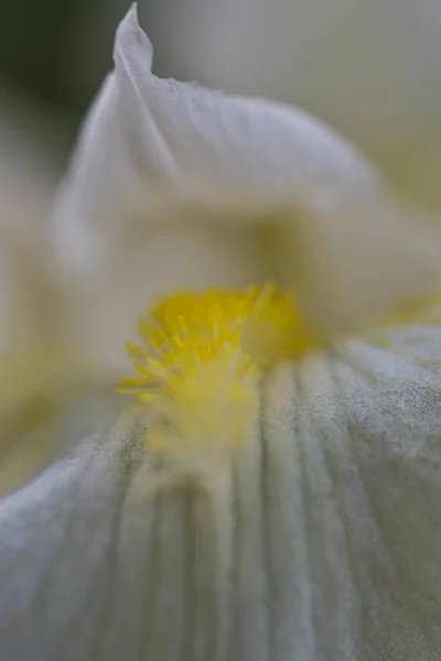 Colorful Flowers Macro Photography — Stock Photo, Image