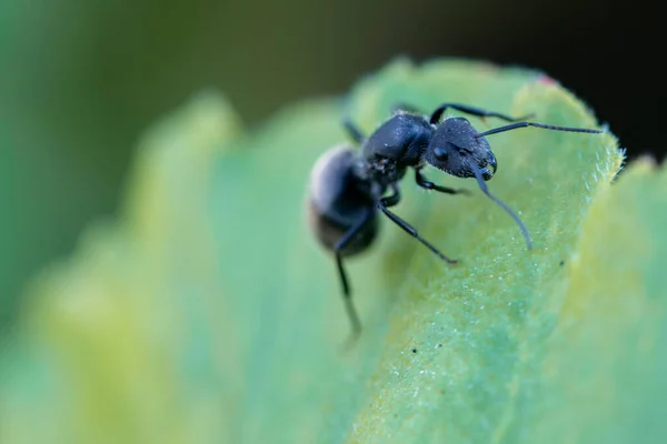 Insekt Der Makrofotografie — Stockfoto