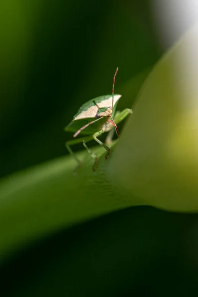 Makro fotoğrafçılıkta böcek
