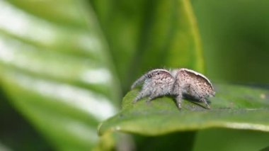 Makroda zıplayan örümcek videosu