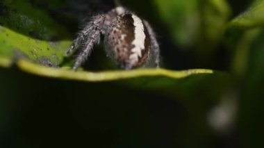 Makroda zıplayan örümcek videosu