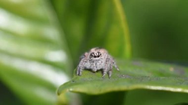 Makroda zıplayan örümcek videosu