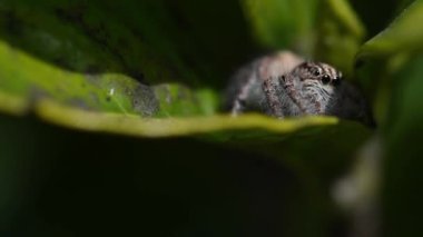 Makroda zıplayan örümcek videosu