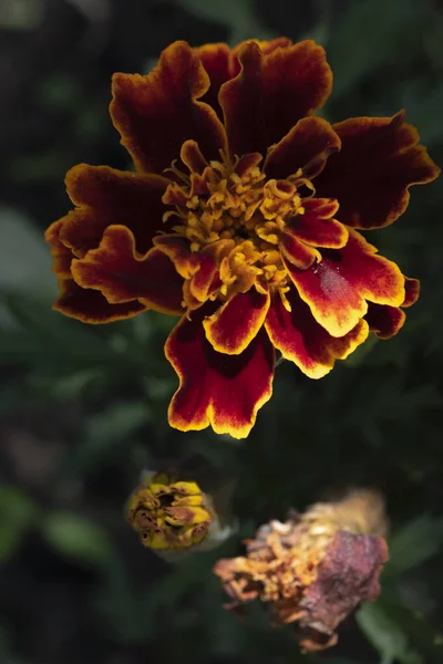 Doğada makro fotoğrafçılıkta çiçekler