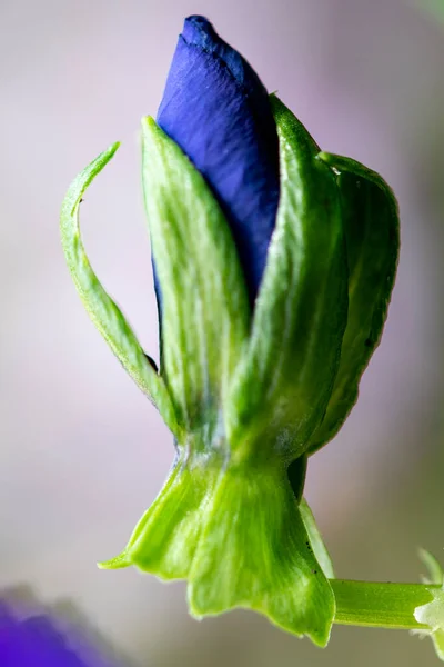 Doğada makro fotoğrafçılıkta çiçekler