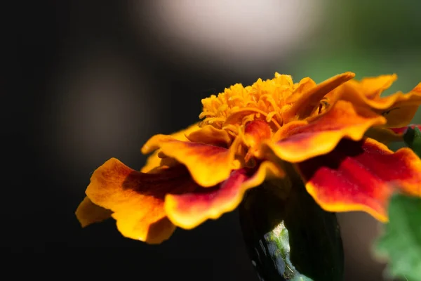 Blommor Makrofotografier Naturen — Stockfoto