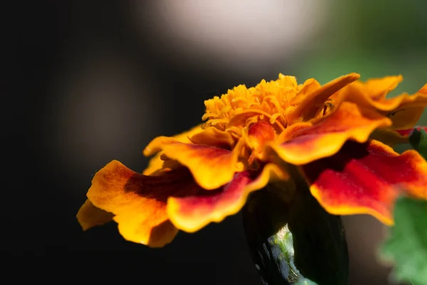 Fleurs Macro Photographie Dans Nature — Photo