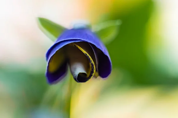 Kwiaty Makrofotografii Przyrodzie — Zdjęcie stockowe