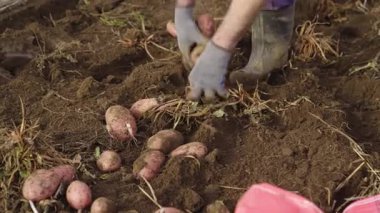 Tarladaki hasat sırasında taze organik patateslerin yakın çekimi. Yüksek kalite 4k görüntü
