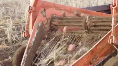 Patates Hasat Önü Görünümü Topraktan Ekinleri Çekiyor. Yüksek kalite 4k görüntü