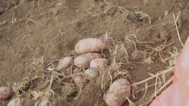 Tarladaki hasat sırasında taze organik patateslerin yakın çekimi. Yüksek kalite 4k görüntü
