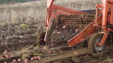 Patates Hasat Önü Görünümü Topraktan Ekinleri Çekiyor. Yüksek kalite 4k görüntü
