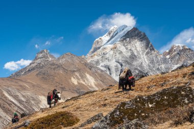 Kara öküzler, Nepal, Asya 'daki Himalaya dağları sırasındaki Everest ana kampında yürüyüş rotasında tepenin üzerinde yürüyorlar.
