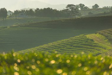 Yaz mevsiminde Chiang Rai bölgesindeki tepe ve dağ vadisindeki yeşil çay tarlası eğrisi, Tayland, Asya