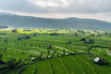 Bali adasında pirinç tarlası yaz mevsiminde bir sabah, Endonezya, Asya