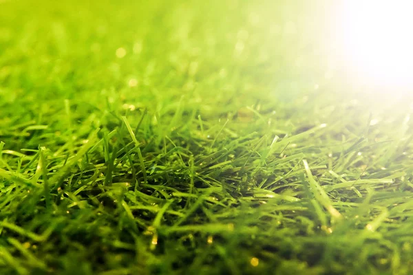 Gräs Närbild Och Vacker Ljuseffekt Bakgrund Grunt Fokus — Stockfoto