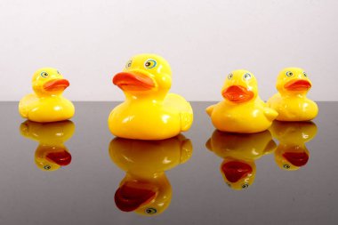 Büyük ördek takip ördekler grubu. Liderlik kavramsal.